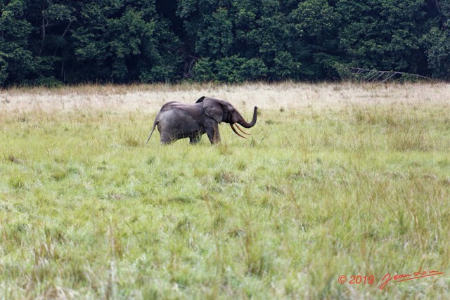 224 ENTOMO 03 Nyonie la Savane Loxodonta cyclotis Elephant Solitaire 19E5K3IMG_190826152621_DxOwtmk 150k.jpg