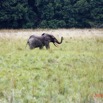 224 ENTOMO 03 Nyonie la Savane Loxodonta cyclotis Elephant Solitaire 19E5K3IMG_190826152621_DxOwtmk 150k.jpg