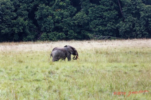 225 ENTOMO 03 Nyonie la Savane Loxodonta cyclotis Elephant Solitaire 19E5K3IMG_190826152623_DxOwtmk 150k.jpg