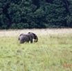 225 ENTOMO 03 Nyonie la Savane Loxodonta cyclotis Elephant Solitaire 19E5K3IMG_190826152623_DxOwtmk 150k.jpg