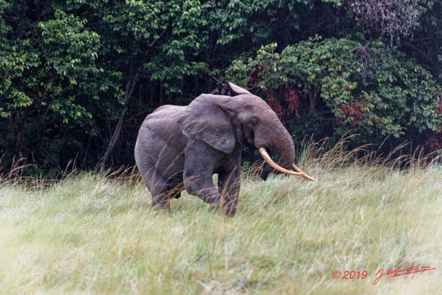 226 ENTOMO 03 Nyonie la Savane Loxodonta cyclotis Elephant Solitaire 19E5K3IMG_190826152635_DxOwtmk 150k.jpg