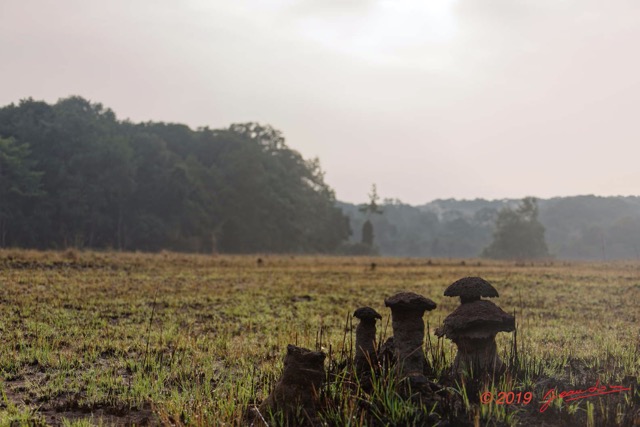 238 ENTOMO 03 Nyonie la Savane Termitieres et Brouillard le Matin 19E5K3IMG_190823152523_DxOwtmk 150k.jpg