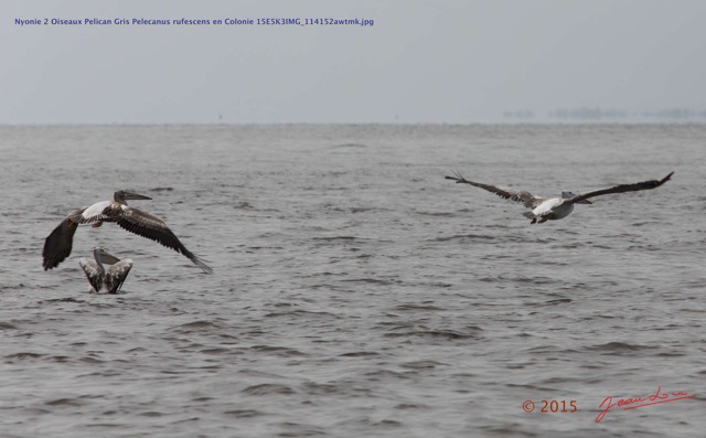 012 Nyonie 2 Oiseaux Pelican Gris Pelecanus rufescens en Colonie 15E5K3IMG_114152awtmk.JPG