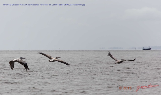 013 Nyonie 2 Oiseaux Pelican Gris Pelecanus rufescens en Colonie 15E5K3IMG_114156wtmk.JPG