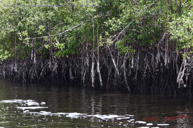 018 Nyonie 2 Mangrove avec Rhizophoraceae Paletuvier Rhizophora racemosa et Colonies Huitres 15E5K3IMG_114230wtmk.JPG