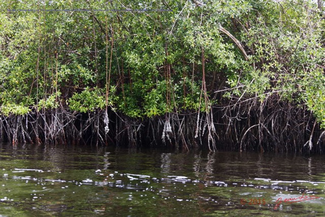 019 Nyonie 2 Mangrove avec Rhizophoraceae Paletuvier Rhizophora racemosa et Colonies Huitres 15E5K3IMG_114235wtmk.JPG