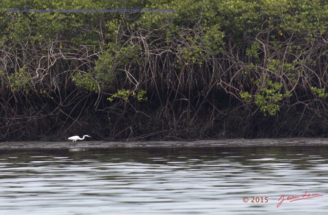 021 Nyonie 2 Oiseau Aigrette Intermediaire Egretta intermedia 15E5K3IMG_114170wtmk.JPG