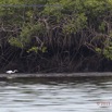 021 Nyonie 2 Oiseau Aigrette Intermediaire Egretta intermedia 15E5K3IMG_114170wtmk.JPG