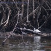 022 Nyonie 2 Oiseau Aigrette Garzette Egretta garzetta 15E5K3IMG_114251wtmk.JPG