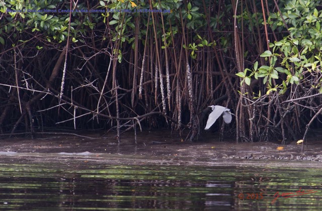 023 Nyonie 2 Oiseau Heron Cendre Ardea cinerea 15E5K3IMG_114184wtmk.JPG