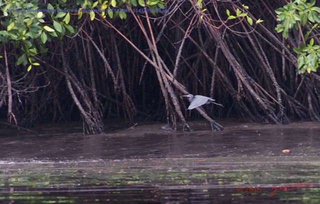 024 Nyonie 2 Oiseau Heron Cendre Ardea cinerea 15E5K3IMG_114187wtmk.JPG