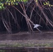 024 Nyonie 2 Oiseau Heron Cendre Ardea cinerea 15E5K3IMG_114187wtmk.JPG