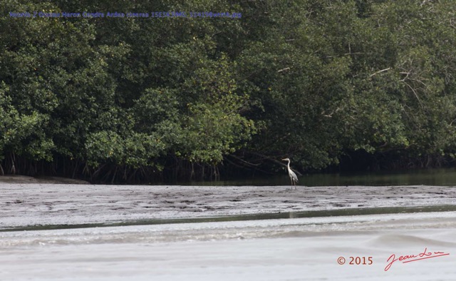 026 Nyonie 2 Oiseau Heron Cendre Ardea cinerea 15E5K3IMG_114198wtmk.JPG