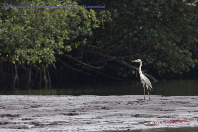 027 Nyonie 2 Oiseau Heron Cendre Ardea cinerea 15E5K3IMG_114198awtmk.JPG