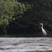 027 Nyonie 2 Oiseau Heron Cendre Ardea cinerea 15E5K3IMG_114198awtmk.JPG