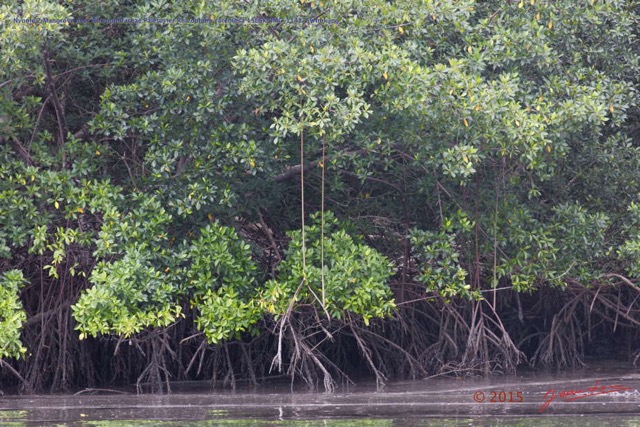 033 Nyonie 2 Mangrove avec Rhizophoraceae Paletuvier Rhizophora racemosa 15E5K3IMG_114175wtmk.JPG