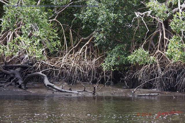 036 Nyonie 2 Mangrove avec Rhizophoraceae Paletuvier Rhizophora racemosa 15E5K3IMG_114213wtmk.JPG