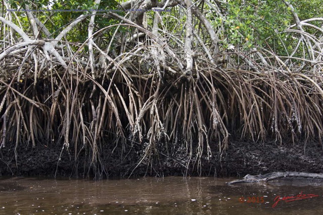 038 Nyonie 2 Mangrove avec Rhizophoraceae Paletuvier Rhizophora racemosa 15E5K3IMG_114258wtmk.JPG