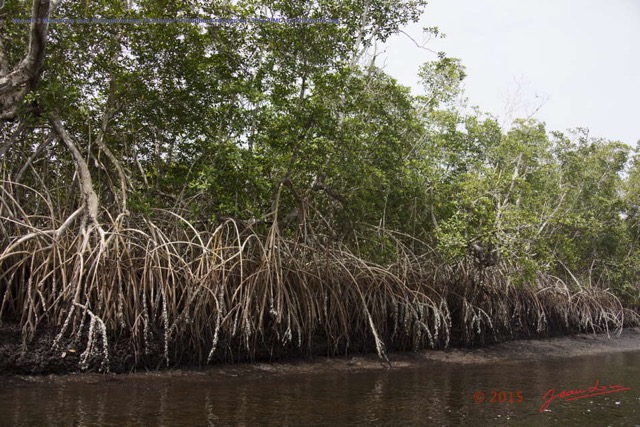 039 Nyonie 2 Mangrove avec Rhizophoraceae Paletuvier Rhizophora racemosa 15E5K3IMG_114260wtmk.JPG