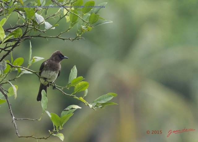 054 Nyonie 2 le Camp Oiseau Bulbul des Jardins Pycnonotus barbatus 15E5K3IMG_114366awtmk.JPG