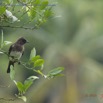 054 Nyonie 2 le Camp Oiseau Bulbul des Jardins Pycnonotus barbatus 15E5K3IMG_114366awtmk.JPG