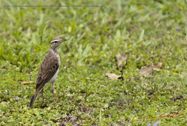 055 Nyonie 2 le Camp Oiseau Pipit a Longue Pattes Anthus pallidiventris 15E5K3IMG_114322wtmk.JPG