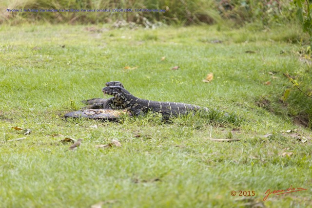 061 Nyonie 2 le Camp Varanidae Varan Orne Varanus ornatus 15E5K3IMG_114345wtmk.JPG