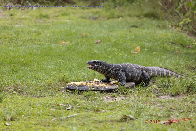068 Nyonie 2 le Camp Varanidae Varan Orne Varanus ornatus 15E5K3IMG_114389wtmk.JPG
