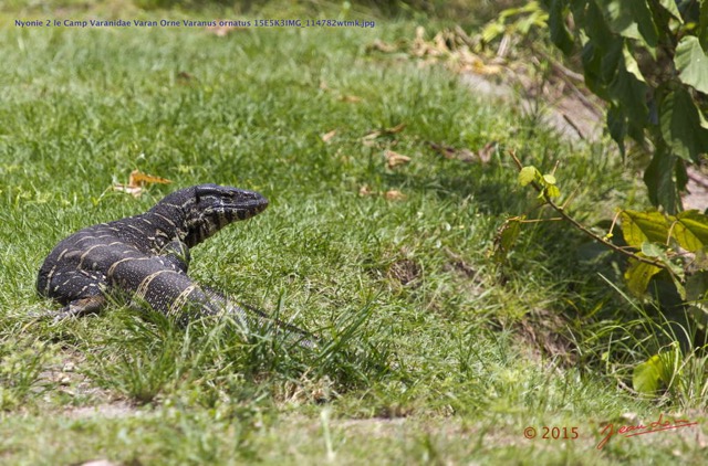 070 Nyonie 2 le Camp Varanidae Varan Orne Varanus ornatus 15E5K3IMG_114782wtmk.JPG
