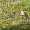 080 Nyonie 2 le Camp Oiseau Pipit a Longue Pattes Anthus pallidiventris 15E5K3IMG_114682wtmk.JPG