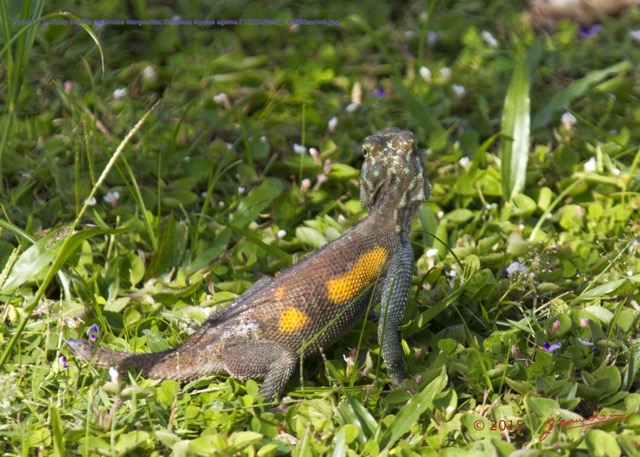 084 Nyonie 2 le Camp Reptile Agamidae Margouillat Commun Agama agama f 15E5K3IMG_114680awtmk.JPG