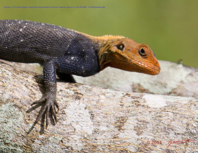 086 Nyonie 2 le Camp Reptile Agamidae Margouillat Commun Agama agama m 15E5K3IMG_114686awtmk.JPG