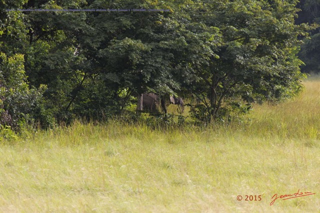 098 Nyonie 2 Mammifere Proboscidea Elephantidae Elephant Loxodonta africana cyclotis Groupe 1 15E5K3IMG_114435wtmk.JPG