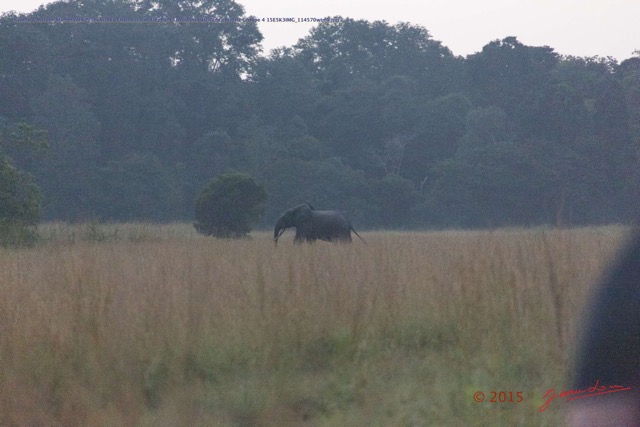 137 Nyonie 2 Marche Mammifere Proboscidea Elephantidae Elephant Loxodonta africana cyclotis Groupe 4 15E5K3IMG_114570wtmk.JPG