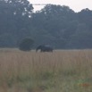 137 Nyonie 2 Marche Mammifere Proboscidea Elephantidae Elephant Loxodonta africana cyclotis Groupe 4 15E5K3IMG_114570wtmk.JPG