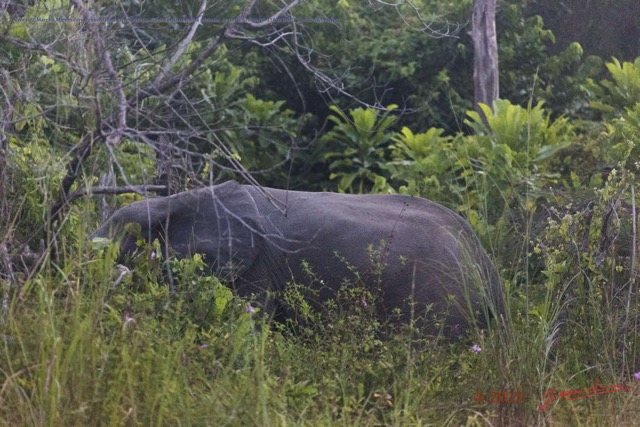 138 Nyonie 2 Marche Mammifere Proboscidea Elephantidae Elephant Loxodonta africana cyclotis Groupe 4 15E5K3IMG_114578wtmk.JPG
