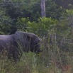 139 Nyonie 2 Marche Mammifere Proboscidea Elephantidae Elephant Loxodonta africana cyclotis Groupe 4 15E5K3IMG_114582wtmk.JPG