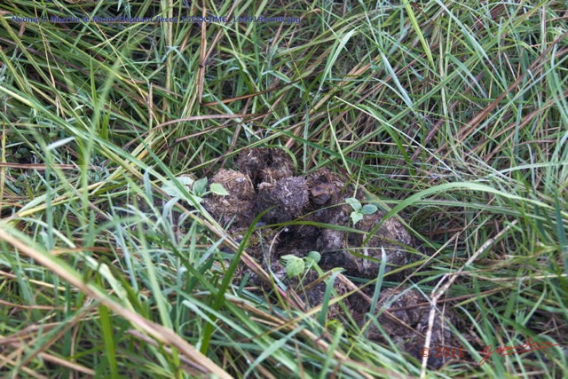 148 Nyonie 2 Marche le Matin Elephant Feces 15E5K3IMG_114619wtmk.JPG
