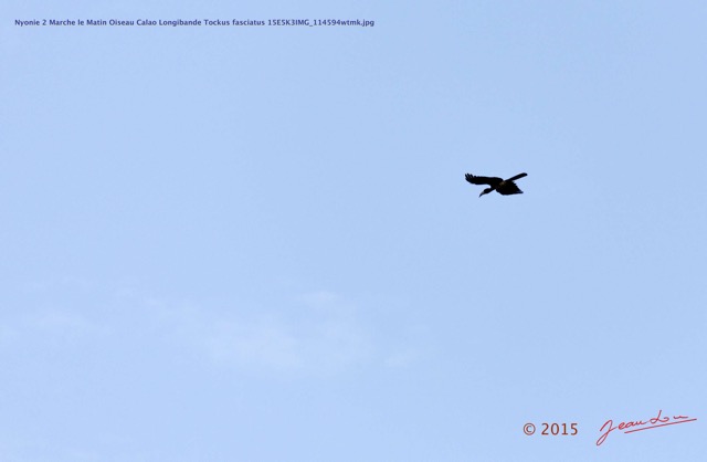 151 Nyonie 2 Marche le Matin Oiseau Calao Longibande Tockus fasciatus 15E5K3IMG_114594wtmk.JPG