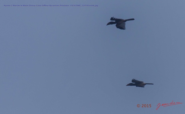152 Nyonie 2 Marche le Matin Oiseau Calao Siffleur Bycanistes fistulator 15E5K3IMG_114591wtmk.JPG