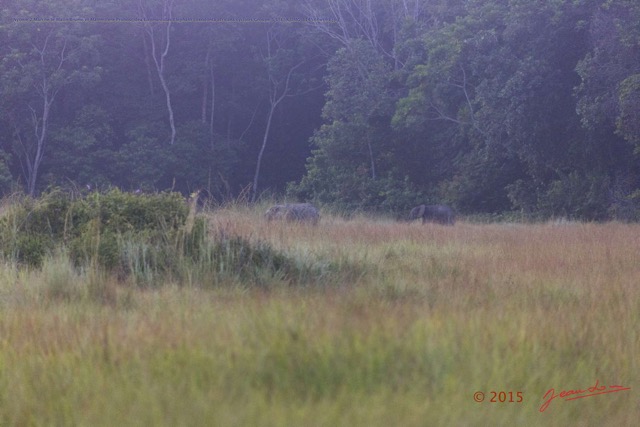 156 Nyonie 2 Marche le Matin Brume et Mammifere Proboscidea Elephantidae Elephant Loxodonta africana cyclotis Groupe 5 15E5K3IMG_114584wtmk.JPG