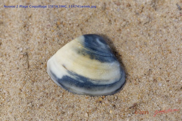 172 Nyonie 2 Plage Coquillage 15E5K3IMG_114741wtmk.JPG