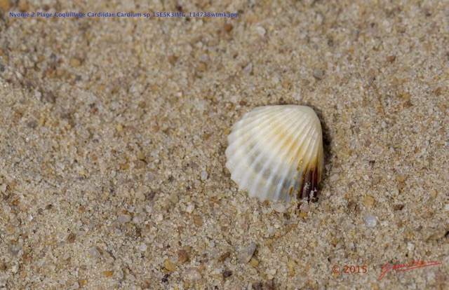 173 Nyonie 2 Plage Coquillage Cardiidae Cardium sp 15E5K3IMG_114738wtmk.JPG