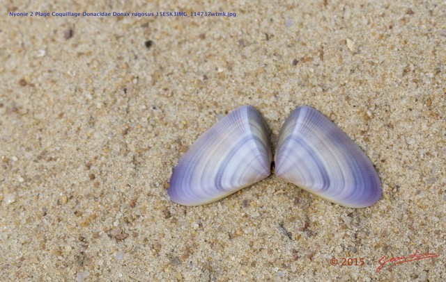 175 Nyonie 2 Plage Coquillage Donacidae Donax rugosus 15E5K3IMG_114737wtmk.JPG