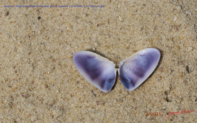 176 Nyonie 2 Plage Coquillage Donacidae Donax rugosus 15E5K3IMG_114736wtmk.JPG