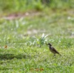 048 NYONIE 3 le Campement Oiseau Aves Pipit a Longues Pattes Anthus pallidiventris 18E5K3IMG_180224126464_DxOwtmk.jpg