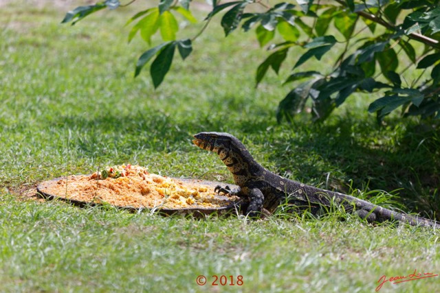 049 NYONIE 3 le Campement Reptilia Squamata Varanidae Varan Orne Varanus ornatus 18E5K3IMG_180224126473_DxOwtmk.jpg
