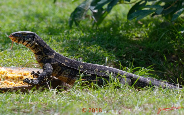 050 NYONIE 3 le Campement Reptilia Squamata Varanidae Varan Orne Varanus ornatus 18E5K3IMG_180224126478_DxOwtmk.jpg