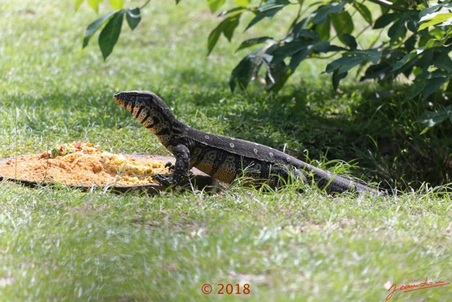 051 NYONIE 3 le Campement Reptilia Squamata Varanidae Varan Orne Varanus ornatus 18E5K3IMG_180224126481_DxOwtmk.jpg