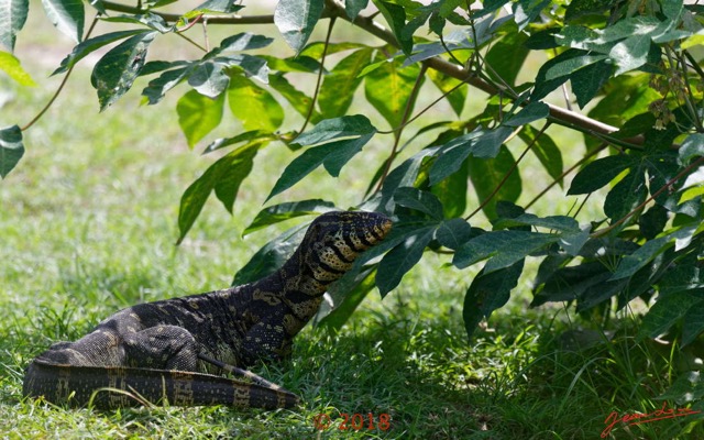 052 NYONIE 3 le Campement Reptilia Squamata Varanidae Varan Orne Varanus ornatus 18E5K3IMG_180224126485_DxOwtmk.jpg